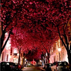 Meet your Posher, Shalima